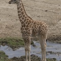 402-3950 Safari Park - Baby Giraffe